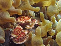 The Guardian! Taken In Anilao With Canon S80. by Edvin Eng 